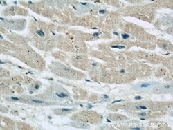GRAF Rabbit anti-Human, Mouse, Polyclonal, Proteintech 150 &mu;L; Unconjugated:Antibodies,