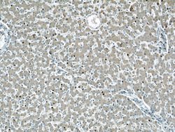 GRAF Rabbit anti-Human, Mouse, Polyclonal, Proteintech 150 &mu;L; Unconjugated:Antibodies,