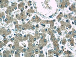 GRAF Rabbit anti-Human, Mouse, Polyclonal, Proteintech 150 &mu;L; Unconjugated:Antibodies,