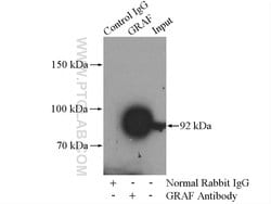 GRAF Rabbit anti-Human, Mouse, Polyclonal, Proteintech 150 &mu;L; Unconjugated:Antibodies,