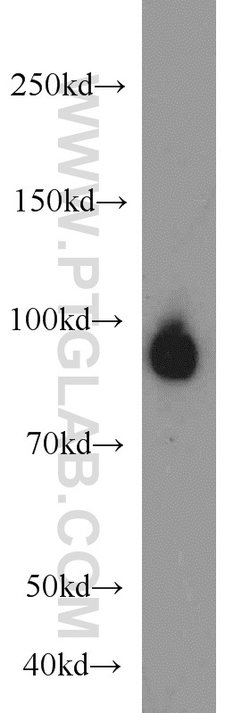GRAF Rabbit anti-Human, Mouse, Polyclonal, Proteintech 150 &mu;L; Unconjugated:Antibodies,
