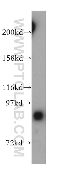 GRAF Rabbit anti-Human, Mouse, Polyclonal, Proteintech 150 &mu;L; Unconjugated:Antibodies,