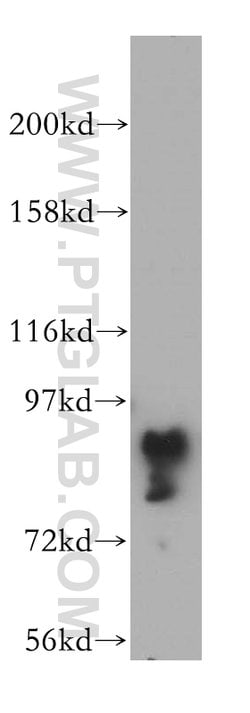 GRAF Rabbit anti-Human, Mouse, Polyclonal, Proteintech 150 &mu;L; Unconjugated:Antibodies,
