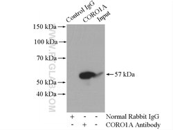 CORO1A Rabbit anti-Human, Mouse, Rat, Polyclonal, Proteintech:Antibodies:Primary