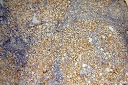 GM-CSF Rabbit anti-Human, Mouse, Polyclonal, Proteintech 150 &mu;L | Buy Online | Proteintech Group Inc | Fisher Scientific