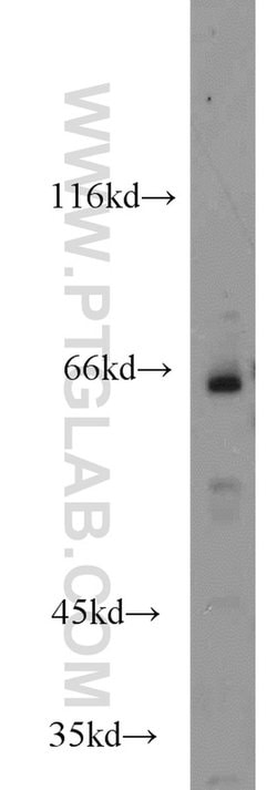 HSF5 Rabbit anti-Human, Mouse, Rat, Polyclonal, Proteintech 150 &mu;L;