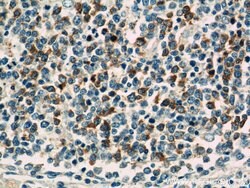TLR3 Rabbit anti-Human, Mouse, Rat, Polyclonal, Proteintech 150 &mu;L;