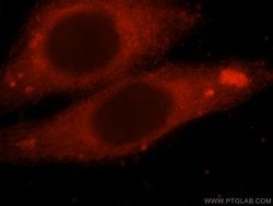 PDE7B Rabbit anti-Human, Mouse, Rat, Polyclonal, Proteintech:Antibodies:Primary