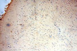 PDE7B Rabbit anti-Human, Mouse, Rat, Polyclonal, Proteintech:Antibodies:Primary