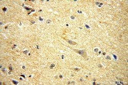 PDE7B Rabbit anti-Human, Mouse, Rat, Polyclonal, Proteintech:Antibodies:Primary