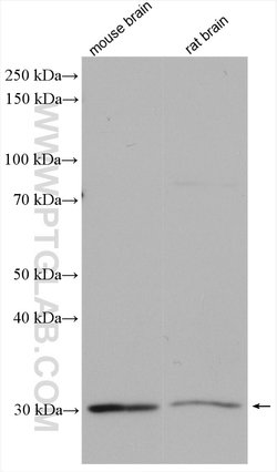 ANT1/2 Rabbit anti-Human, Mouse, Rat, Polyclonal, Proteintech 150 &mu;L;