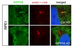 INPP5E Rabbit anti-Human, Mouse, Rat, Polyclonal, Proteintech 150 &mu;L;