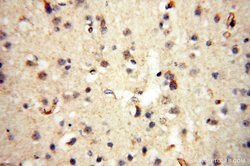 INPP5E Rabbit anti-Human, Mouse, Rat, Polyclonal, Proteintech 150 &mu;L;
