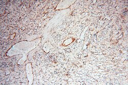INPP5E Rabbit anti-Human, Mouse, Rat, Polyclonal, Proteintech 150 &mu;L;