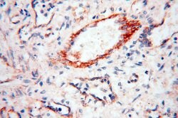 INPP5E Rabbit anti-Human, Mouse, Rat, Polyclonal, Proteintech 150 &mu;L;