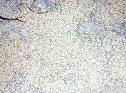 INPP5E Rabbit anti-Human, Mouse, Rat, Polyclonal, Proteintech 150 &mu;L;