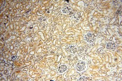 INPP5E Rabbit anti-Human, Mouse, Rat, Polyclonal, Proteintech 150 &mu;L;