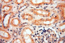 INPP5E Rabbit anti-Human, Mouse, Rat, Polyclonal, Proteintech 150 &mu;L;