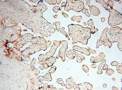 INPP5E Rabbit anti-Human, Mouse, Rat, Polyclonal, Proteintech 150 &mu;L;