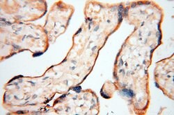 INPP5E Rabbit anti-Human, Mouse, Rat, Polyclonal, Proteintech 150 &mu;L;