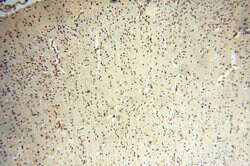 INPP5E Rabbit anti-Human, Mouse, Rat, Polyclonal, Proteintech 150 &mu;L;