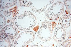 INPP5E Rabbit anti-Human, Mouse, Rat, Polyclonal, Proteintech 150 &mu;L;