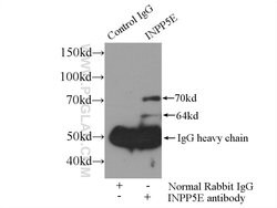 INPP5E Rabbit anti-Human, Mouse, Rat, Polyclonal, Proteintech 150 &mu;L;