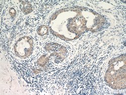 VCPIP1 Rabbit anti-Human, Mouse, Rat, Polyclonal, Proteintech 150 &mu;L | Buy Online | Proteintech Group Inc | Fisher Scientific