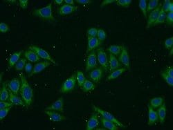Syntaxin 17 Rabbit anti-Human, Mouse, Rat, Polyclonal, Proteintech:Antibodies:Primary