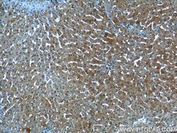Syntaxin 17 Rabbit anti-Human, Mouse, Rat, Polyclonal, Proteintech:Antibodies:Primary