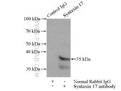 Syntaxin 17 Rabbit anti-Human, Mouse, Rat, Polyclonal, Proteintech:Antibodies:Primary