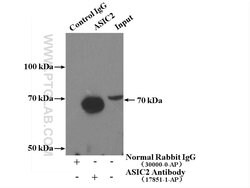 ASIC2 Rabbit anti-Human, Mouse, Rat, Polyclonal, Proteintech 150 &mu;L;