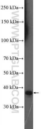 Thumbnail_TNFSF8 Rabbit anti-Human, Mouse, Rat, Polyclonal, Proteintech:Anticorps:Anticorps