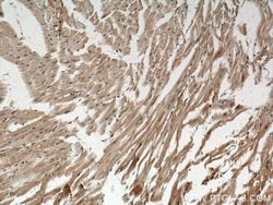 USP21 Rabbit anti-Human, Polyclonal, Proteintech 150 &mu;L; Unconjugated:Antibodies,