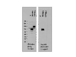 USP21 Rabbit anti-Human, Polyclonal, Proteintech 20 &mu;L; Unconjugated 