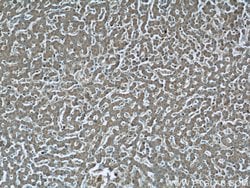 GCS1 Rabbit anti-Human, Mouse, Rat, Polyclonal, Proteintech 150 &mu;L;