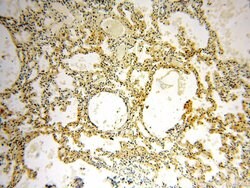 STS Rabbit anti-Human, Mouse, Rat, Polyclonal, Proteintech 20 &mu;L | Buy Online | Proteintech | Fisher Scientific