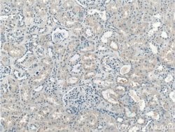 LMAN2L Rabbit anti-Human, Mouse, Polyclonal, Proteintech 150 &mu;L; Unconjugated:Antibodies,