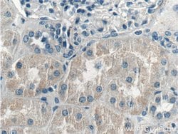 LMAN2L Rabbit anti-Human, Mouse, Polyclonal, Proteintech 150 &mu;L; Unconjugated:Antibodies,