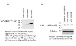 LMAN2L Rabbit anti-Human, Mouse, Polyclonal, Proteintech 150 &mu;L; Unconjugated:Antibodies,