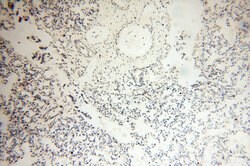 THOC7 Rabbit anti-Human, Mouse, Rat, Polyclonal, Proteintech 150 &mu;L | Buy Online | Proteintech Group Inc | Fisher Scientific