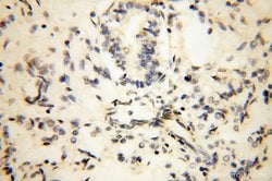 THOC7 Rabbit anti-Human, Mouse, Rat, Polyclonal, Proteintech 150 &mu;L | Buy Online | Proteintech Group Inc | Fisher Scientific