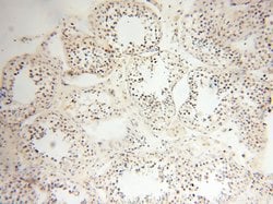 THOC7 Rabbit anti-Human, Mouse, Rat, Polyclonal, Proteintech 150 &mu;L | Buy Online | Proteintech Group Inc | Fisher Scientific
