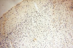 THOC7 Rabbit anti-Human, Mouse, Rat, Polyclonal, Proteintech 150 &mu;L | Buy Online | Proteintech Group Inc | Fisher Scientific