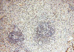 THOC7 Rabbit anti-Human, Mouse, Rat, Polyclonal, Proteintech 150 &mu;L | Buy Online | Proteintech Group Inc | Fisher Scientific