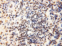 THOC7 Rabbit anti-Human, Mouse, Rat, Polyclonal, Proteintech 150 &mu;L | Buy Online | Proteintech Group Inc | Fisher Scientific