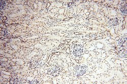 THOC7 Rabbit anti-Human, Mouse, Rat, Polyclonal, Proteintech 150 &mu;L | Buy Online | Proteintech Group Inc | Fisher Scientific