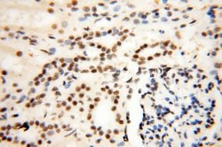 THOC7 Rabbit anti-Human, Mouse, Rat, Polyclonal, Proteintech 150 &mu;L | Buy Online | Proteintech Group Inc | Fisher Scientific
