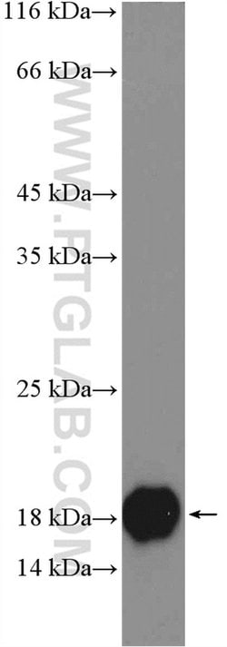 LCN1 Rabbit anti-Human, Polyclonal, Proteintech 150 &mu;L; Unconjugated:Antibodies,