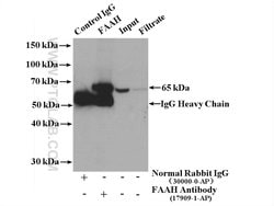 FAAH Rabbit anti-Human, Mouse, Rat, Polyclonal, Proteintech 150 &mu;L | Buy Online | Proteintech Group Inc | Fisher Scientific